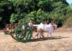 माझिया शिवारा घडो परिक्रमा